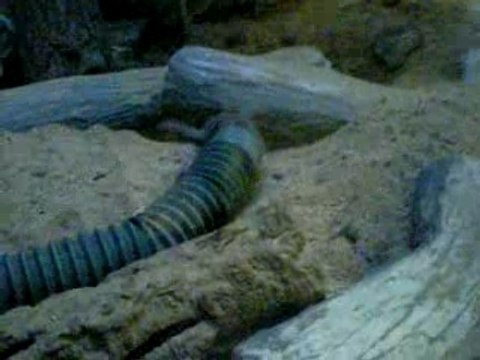 National Zoological Park Washigton DC