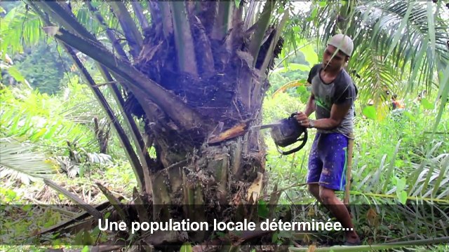 Indonésie: des écologistes coupent des palmiers à huile illégaux
