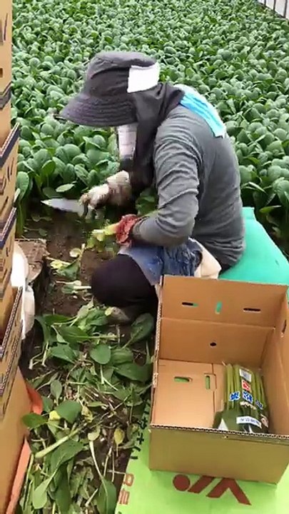 Organic Farming in Japan