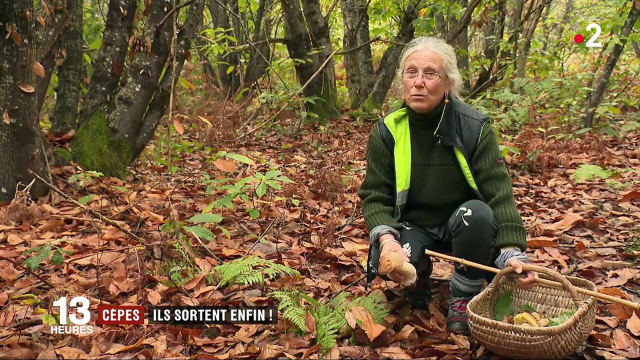 Cèpes : ils sortent enfin !