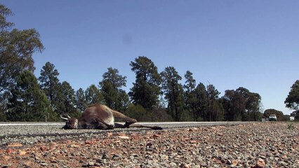 Animales silvestres en Australia, peligro en rutas por la sequía