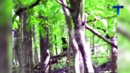 Top 10 Most Scary Videos Caught In The Woods - Unbelievable Findings In Forest ( 720 X 1280 )