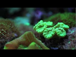 Barry Cranwell's reef aquarium