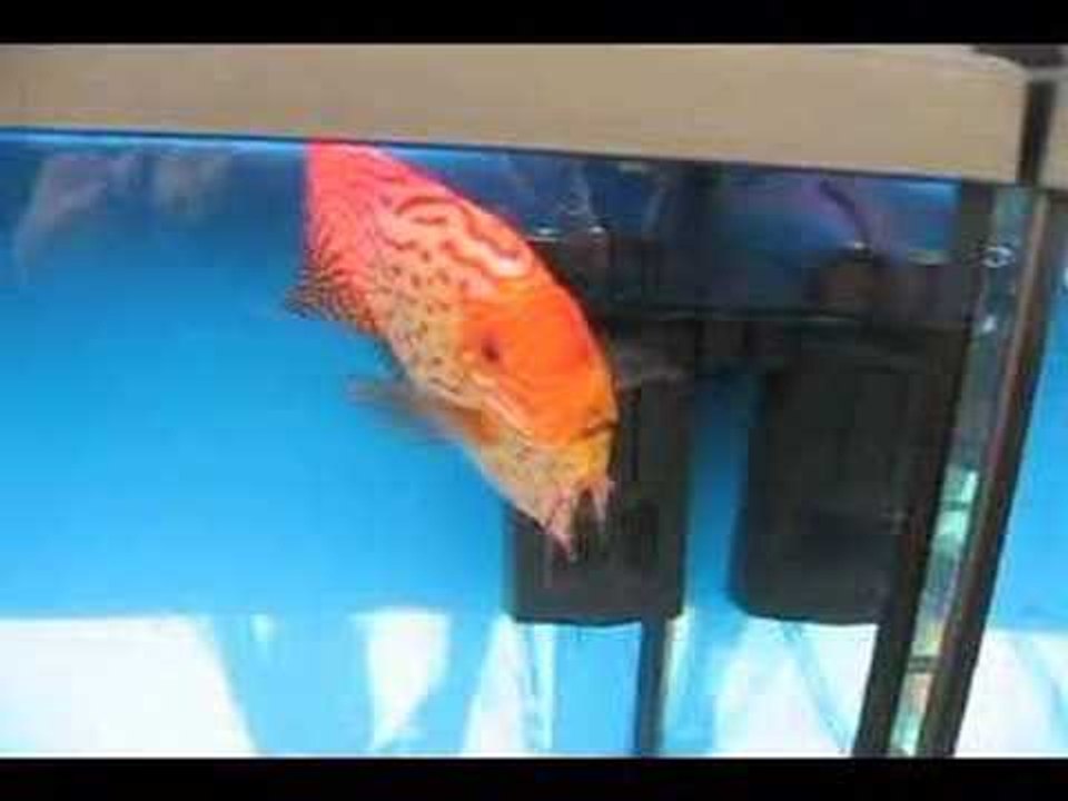 Discus