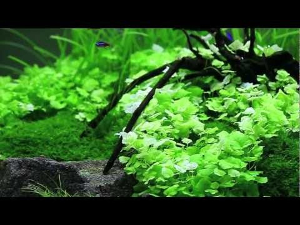 Nathan Hill's planted aquascape