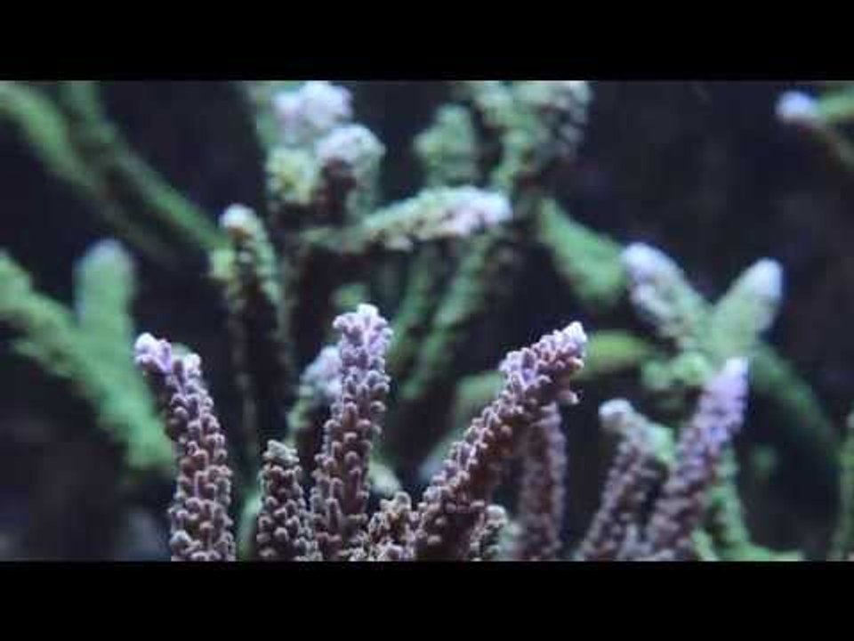 Grosvenor Tropicals Reef Display Aquariums