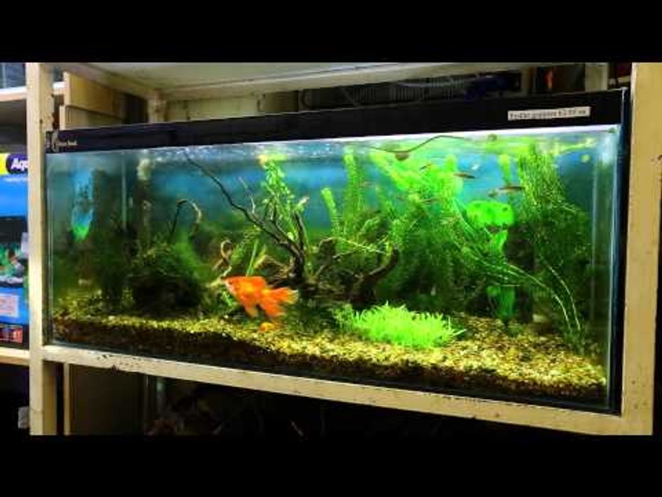 Arundle video
