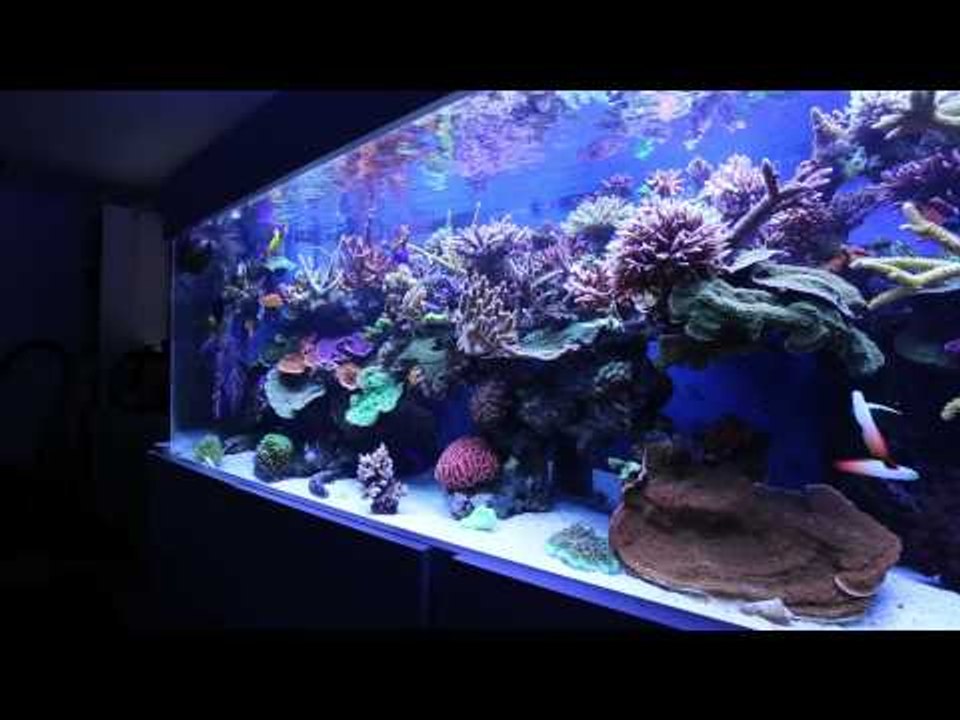Aaron's reef tank