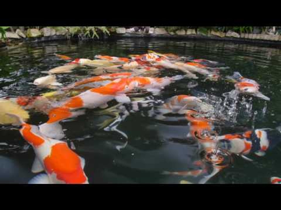 Kev Green's pond