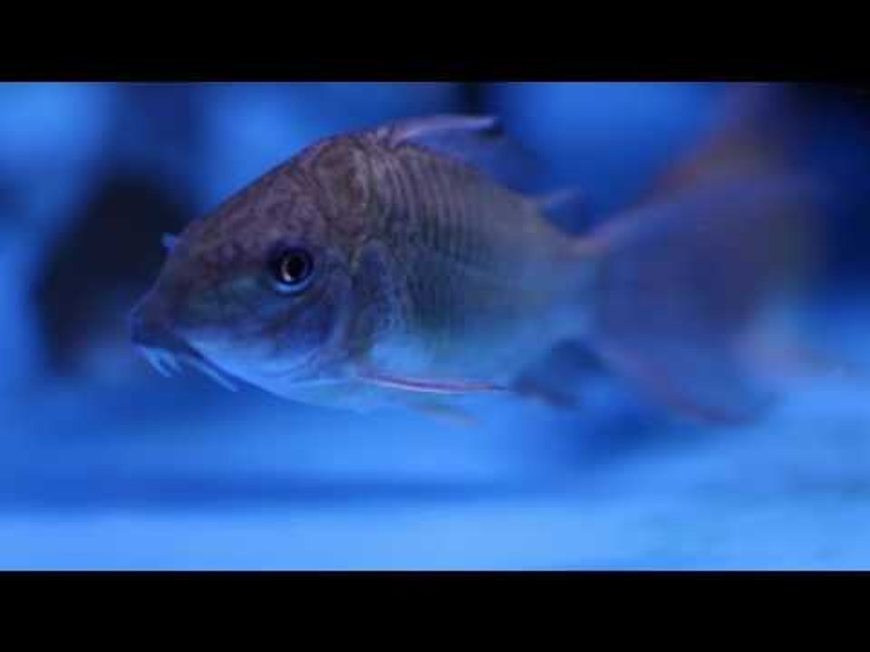 PFK Shoptour: Aquahome