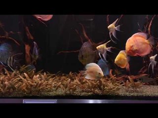 QSS Aquarium & Koi PFK Shoptour