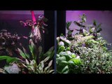 Something completely different: Brio 35 aquarium