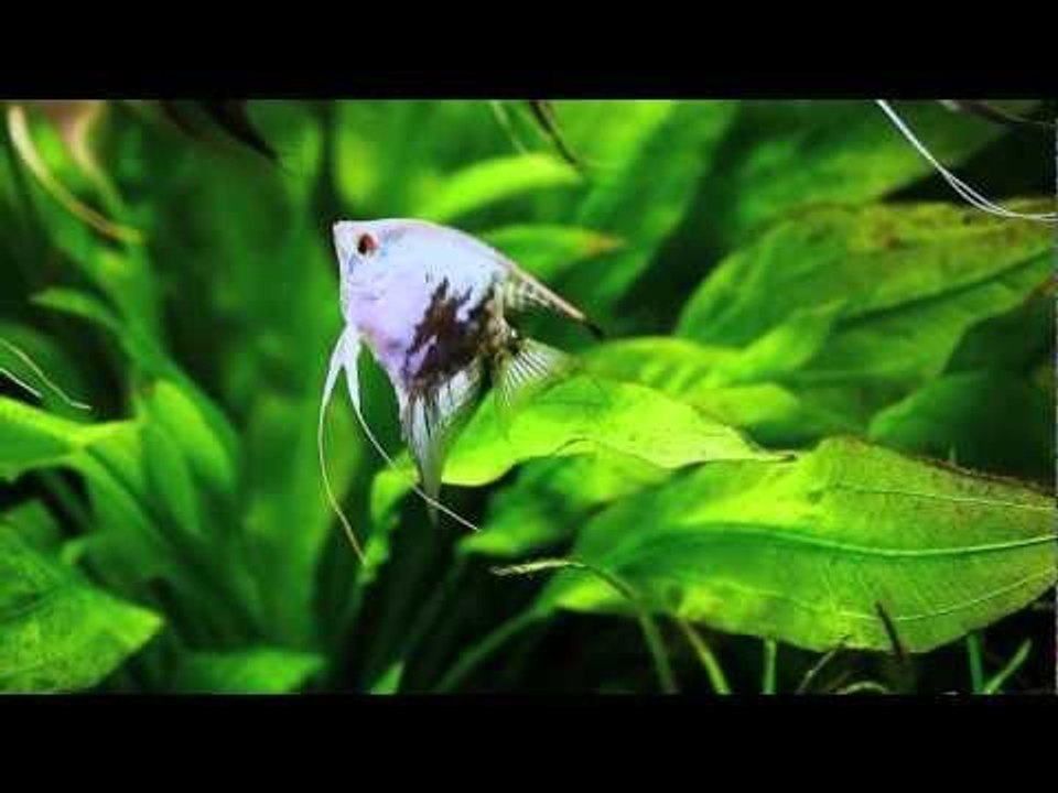 Blue smoky angelfish