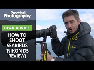 Photography tips - How to shoot seabirds (and Nikon D5 review)