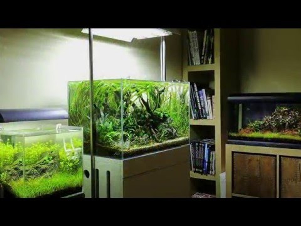 George Farmer's 65cm Nature Aquarium