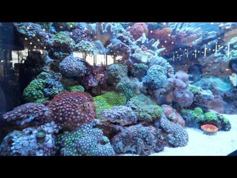 Interzoo2016