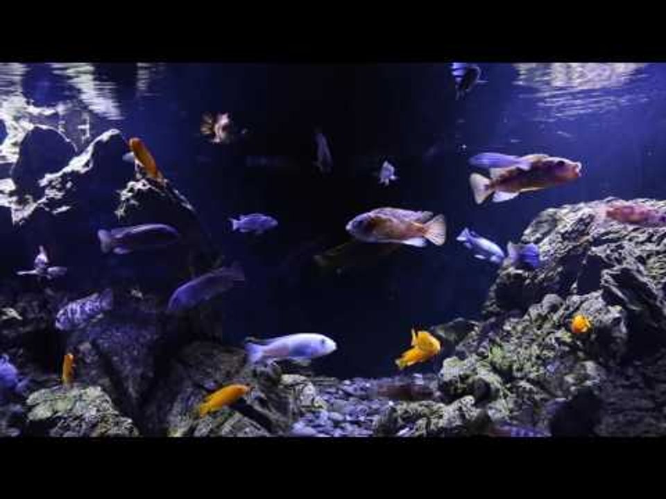 Scott Lynch's Malawi cichlid aquascape
