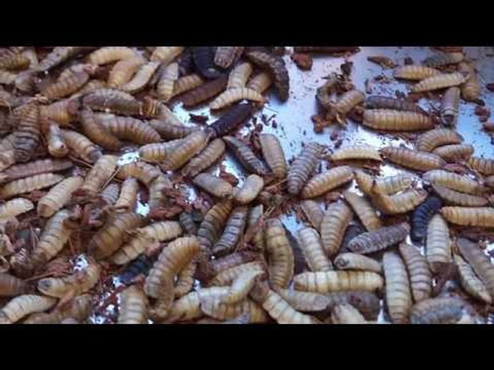 Fluval Bug Bites