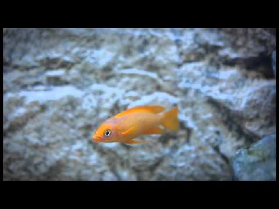 Tanganyika cichlid aquarium