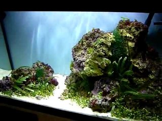125 litre planted marine aquarium