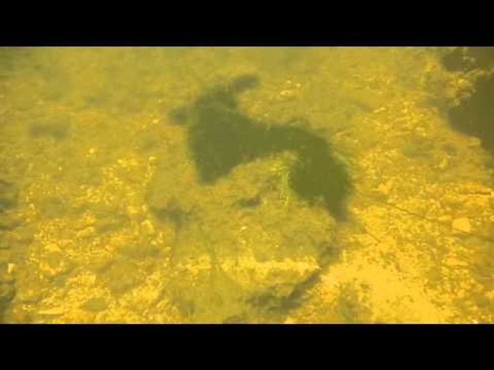 UK biotope - why envy the Amazon?