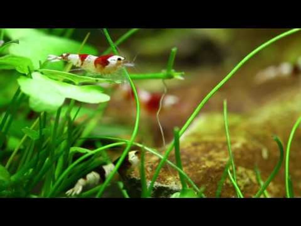 George's underwater bonsai aquascape