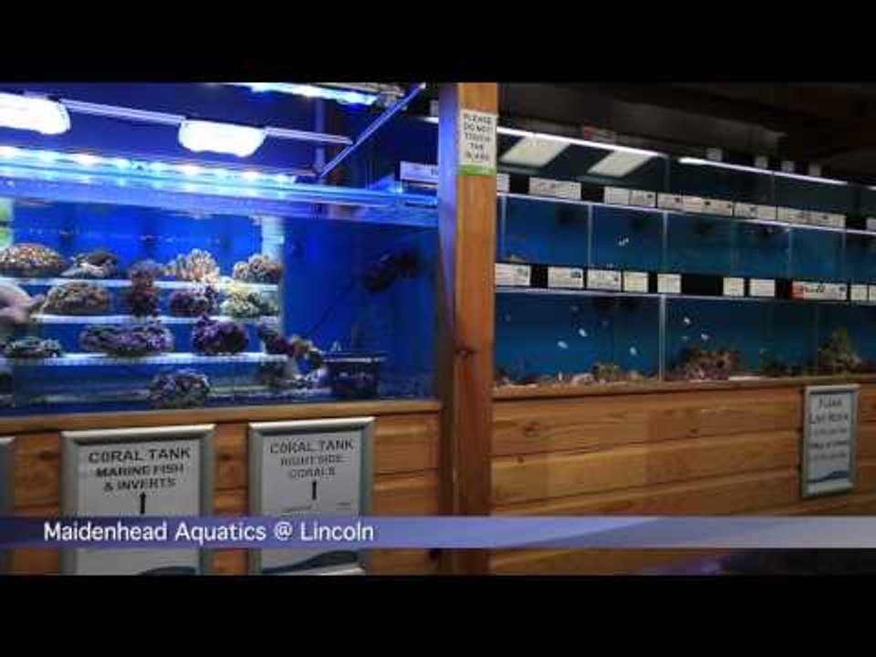 Maidenhead Aquatics @ Lincoln