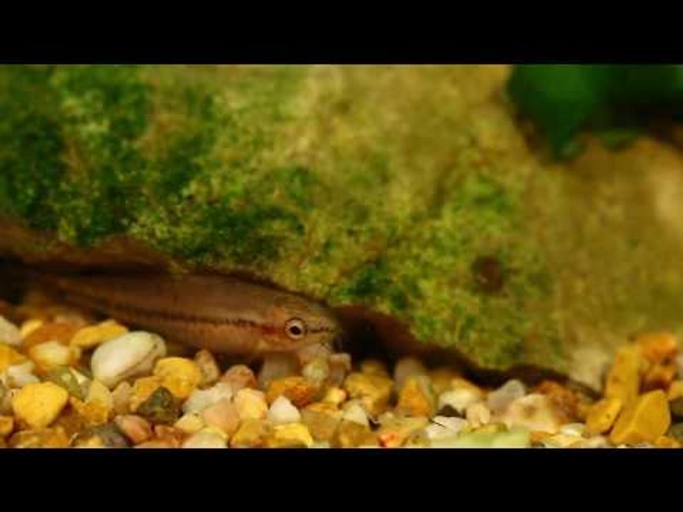 George Farmer's Insularium