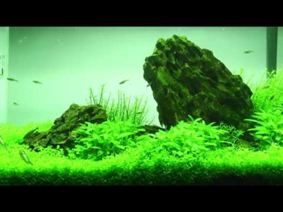 Darren's ADA 60H Iwagumi