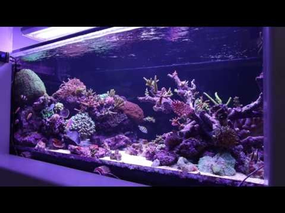 Mark Angold's Reef