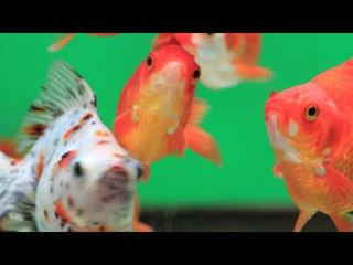 PFK Shoptour: Wildwoods Water Gardens