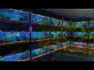 Forty Fathoms video