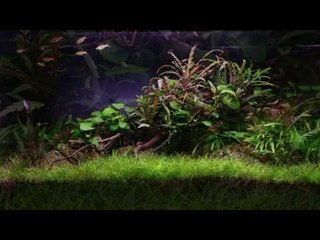 George Farmer's NEWA Mirabello 60 Aquascape