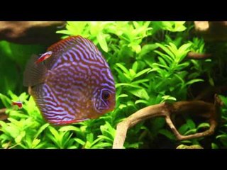 George's Planted discus aquascape