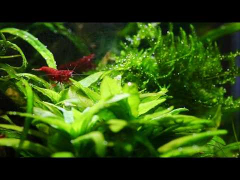 George Farmer's Flexi M Scapers Tank