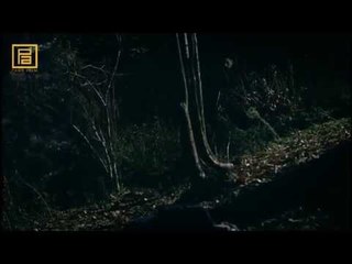 Cahit'ten Güllü operasyonu! - Kurtlar Vadisi Pusu 243.Bölüm