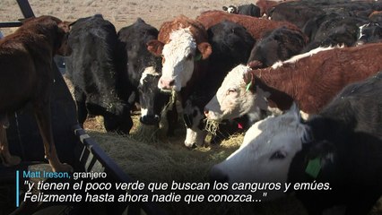Canguros y sequía, un combo mortal en carreteras australianas