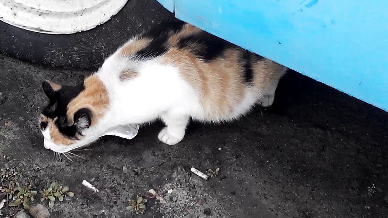 The hungry cat meowed, ate treats, but remained angry and wild [Cat life on the street]