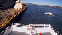 Un grand requin blanc attrape une otarie sous les yeux des touristes dans la baie de San Francisco