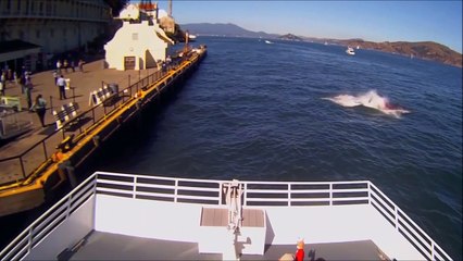 Download Video: Un grand requin blanc attrape une otarie sous les yeux des touristes dans la baie de San Francisco