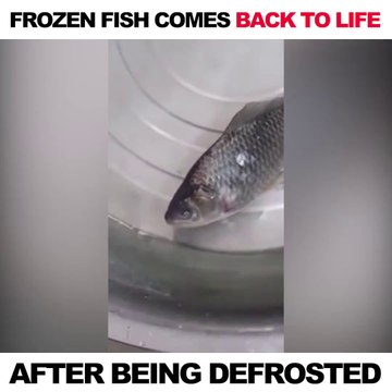 Un poisson congelé se met à bouger après quelques secondes dans l'eau... Miracle ou science