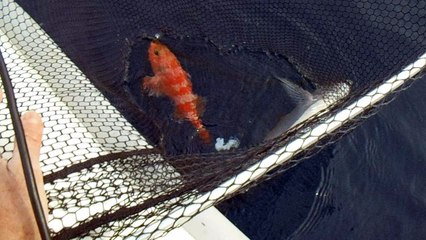 pêche au moulinet électrique