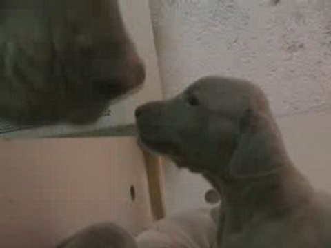 Portée de Vesta et de Uhrion 2007 Weimar