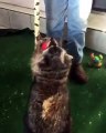 Raccoon Shoots Some Hoops