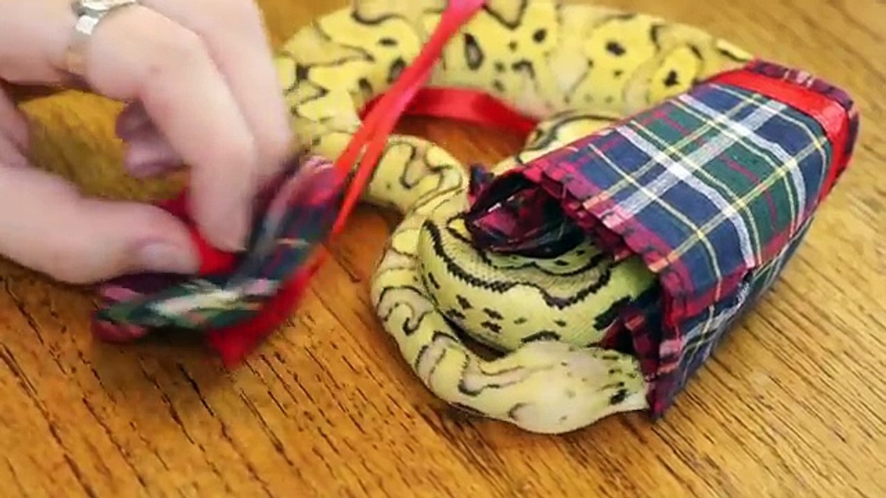 I Purchased Halloween Costumes for My Pets