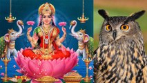Diwali: Laxmi & Owl connection | दिवाली पर उल्लुओं की पूजा का लक्ष्मी से क्या है संबंध? | Boldsky