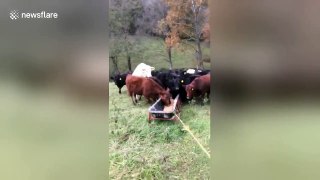 Kentucky farmer has ingenious way to round up his cows