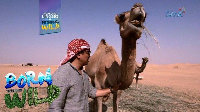 Born to be Wild: Beast of burdens ng disyerto, bibisitahin ni Doc Ferds!