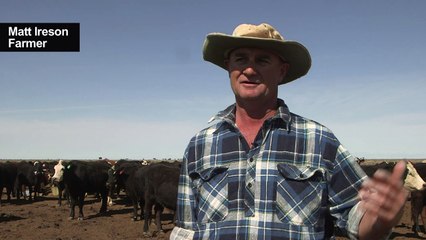 Vorsicht Kängurus: Dürre in Australien bringt mehr Wildunfälle