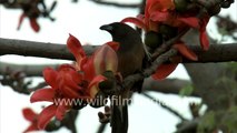 Rufous Treepie eats blossoms of Bombax ceiba in India